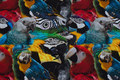 Cotton-jersey with lots of parrots Cotton-jersey with lots of parrots