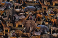 Black cotton-jersey with wild animals in digital-print Black cotton-jersey with wild animals in digital-print
