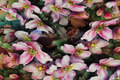 Cotton-jersey with 7 cm flowers Cotton-jersey with 7 cm flowers