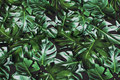 Cotton-jersey with philodendron leaves Cotton-jersey with philodendron leaves