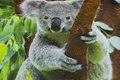 Front-piece-cotton-jersey with big koala. 10,08 Front-piece-cotton-jersey with big koala. 10,08