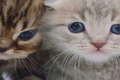 Kittens are ca. 40 x 72 cm.
Whole front-piece is ca. 78 cm long and ca. 72 cm wide.
May be combined with ex. Unicolor back-piece and sleeves. Kittens are ca. 40 x 72 cm.
Whole front-piece is ca. 78 cm long and ca. 72 cm wide.
May be combined with ex. Unicolor back-piece and sleeves.