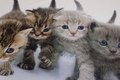 Kittens are ca. 40 x 72 cm.
Whole front-piece is ca. 78 cm long and ca. 72 cm wide.
May be combined with ex. Unicolor back-piece and sleeves. Kittens are ca. 40 x 72 cm.
Whole front-piece is ca. 78 cm long and ca. 72 cm wide.
May be combined with ex. Unicolor back-piece and sleeves.