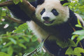 Front-piece-cotton-jersey with big panda. 10,08 Front-piece-cotton-jersey with big panda. 10,08