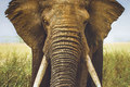 Front-piece-cotton-jersey with huge elephant head. 10,08 Front-piece-cotton-jersey with huge elephant head. 10,08