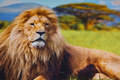 Front-piece-cotton-jersey with big lions. 10,08 Front-piece-cotton-jersey with big lions. 10,08