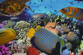 Front-piece-cotton-jersey with beautiful fish. 10,08 Front-piece-cotton-jersey with beautiful fish. 10,08