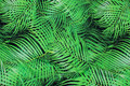 Black cotton-jersey with green leaves Black cotton-jersey with green leaves