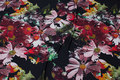 Black cotton-jersey with big, beautiful flowers in soft red and wine-red Black cotton-jersey with big, beautiful flowers in soft red and wine-red