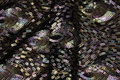 Beautiful sequins-fabric with peacock-pattern on black base of mesh