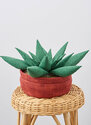 Decorative Succulent and Cactus Plush Pillows by Carla Reiss Design